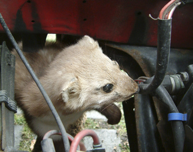 Marder im Auto - So vertreiben Sie die Tiere - Auto & Mobil - SZ.de