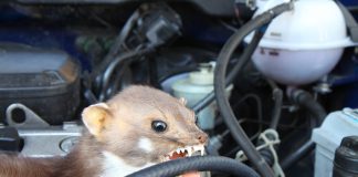 Marder im Auto - so kann man Marderschaden vermeiden