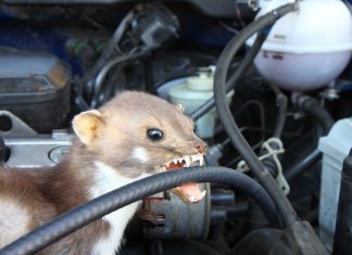 Marder im Auto - so kann man Marderschaden vermeiden