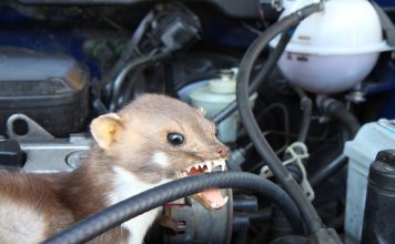 Marder im Auto - so kann man Marderschaden vermeiden