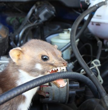 Marder im Auto - so kann man Marderschaden vermeiden