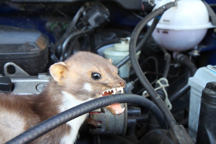 Marder im Auto - so kann man Marderschaden vermeiden